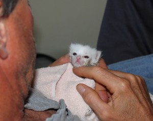Fred Perron with orphaned kitten