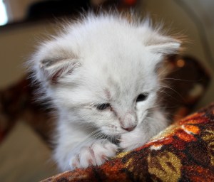 SPCA kitten on couch