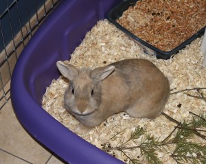 Rabbit at Nelson BC SPCA
