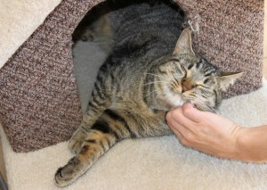 Adult cat at Nelson BC SPCA