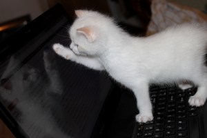 SPCA kitten at laptop
