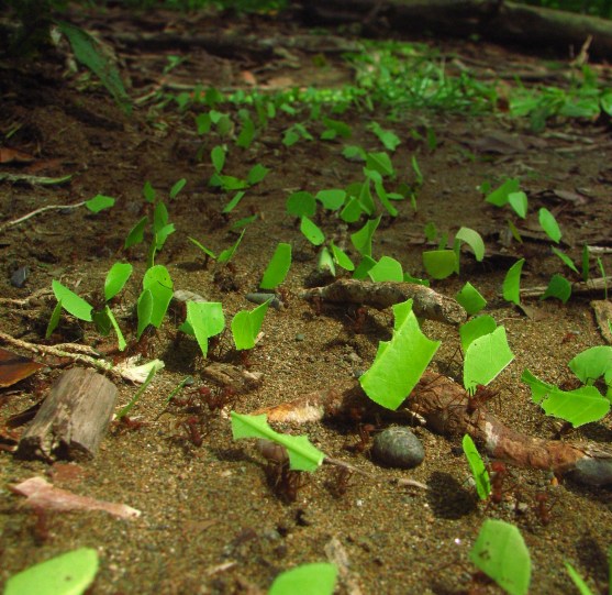 leaf cutter ants