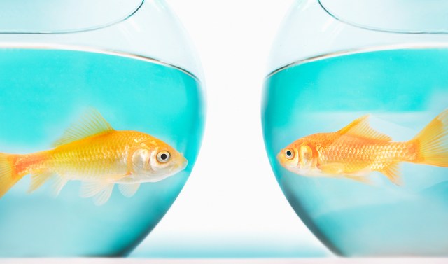 Two gold fish in bowls, side view