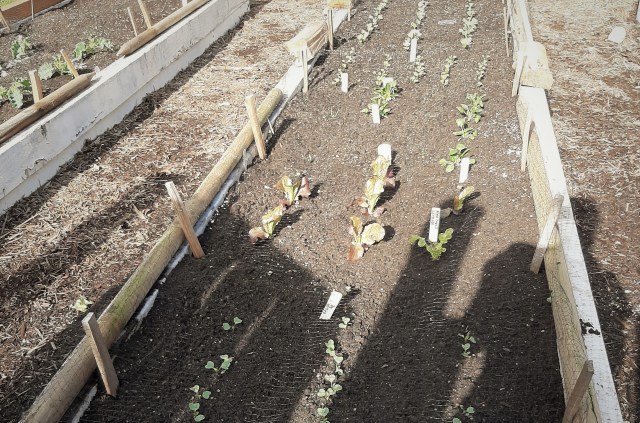 raised bed garden with young plants